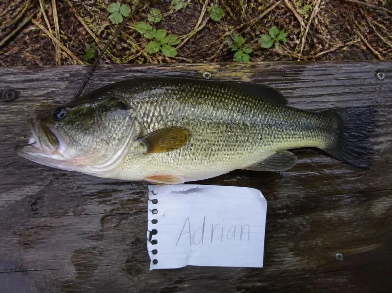 Largemouth bass with a Name Day name tag, bring a photo for a free topping at Jatski’s